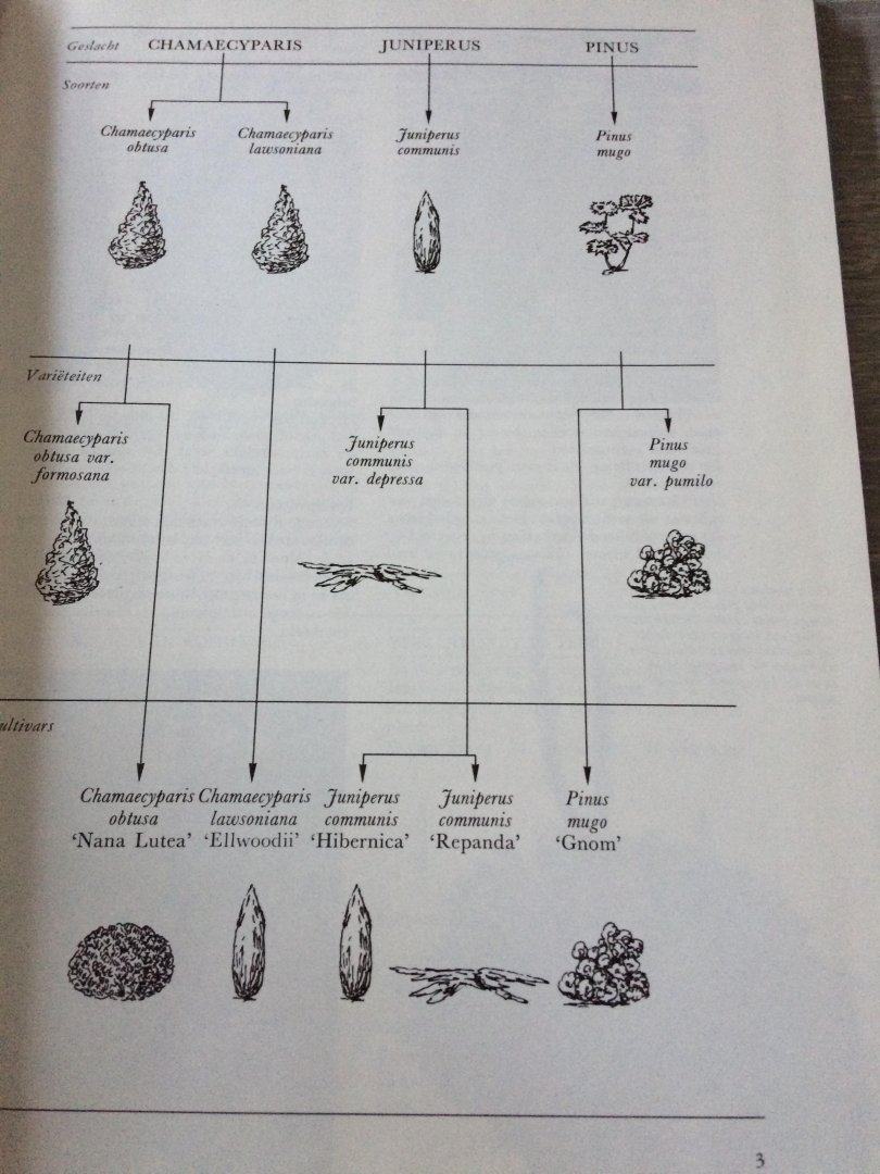 Verboom - Coniferen / druk 1