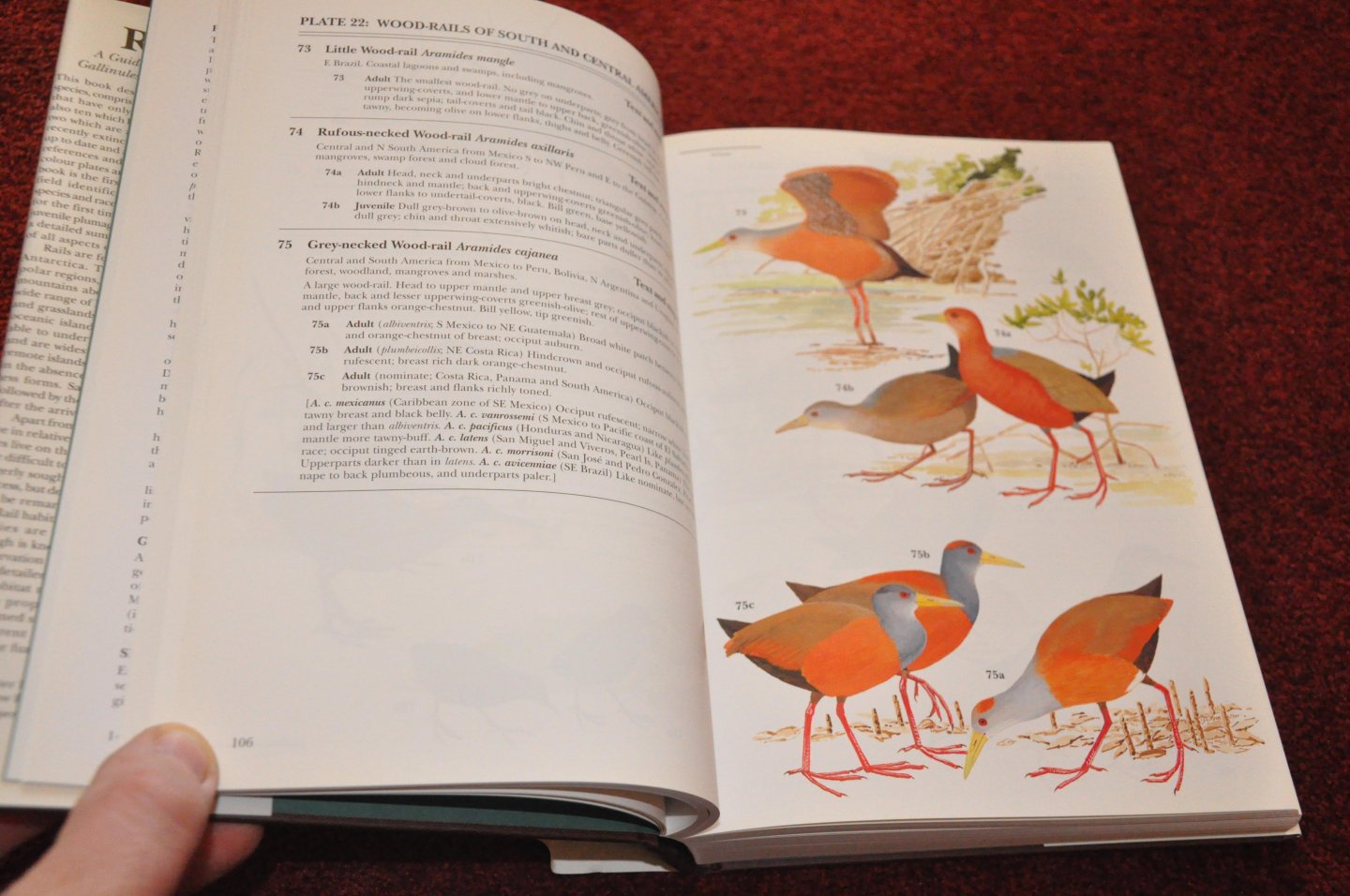 Taylor, Barry / Perlo van, Ber - Rails - A Guide to the Rails, Crakes, Gallinules and Coots of the World
