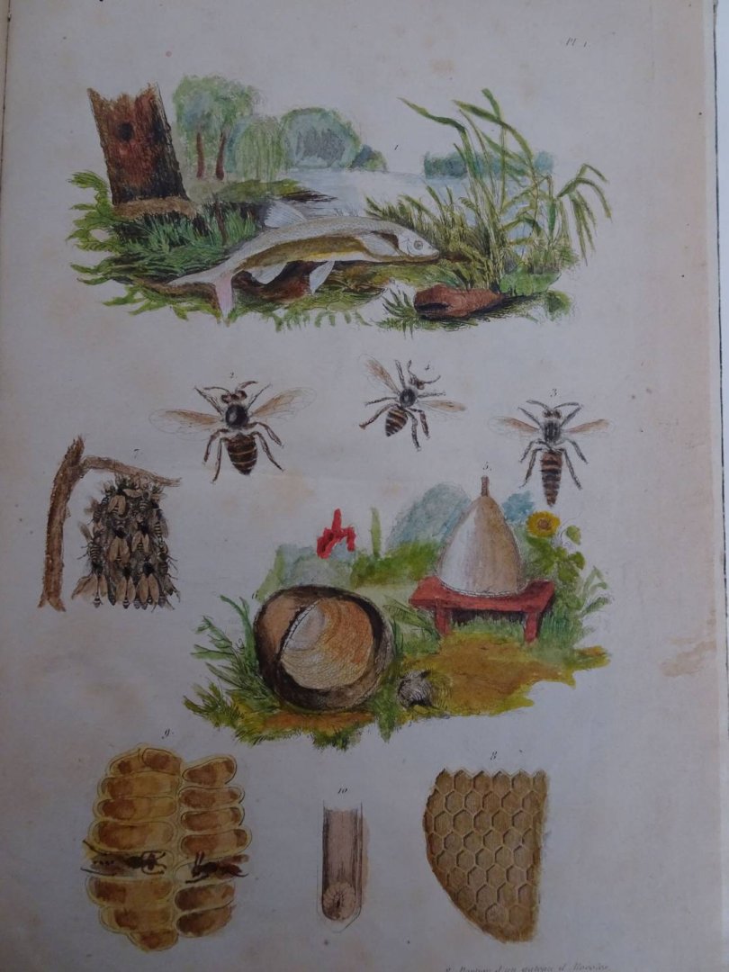d'Orbigny, Charles Dessalines. - Dictionnaire Universel d'Histoire Naturelle, Atlas planche 1-240.