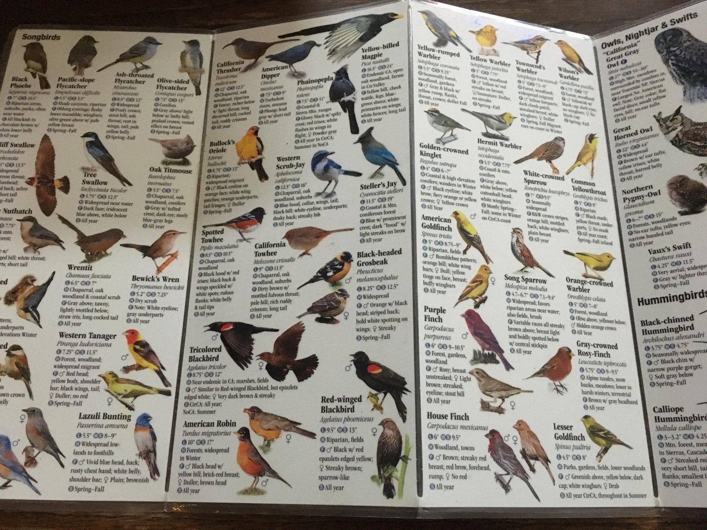 Greg R. Homel - Birds of central And northern California, A guide to common And tonale species
