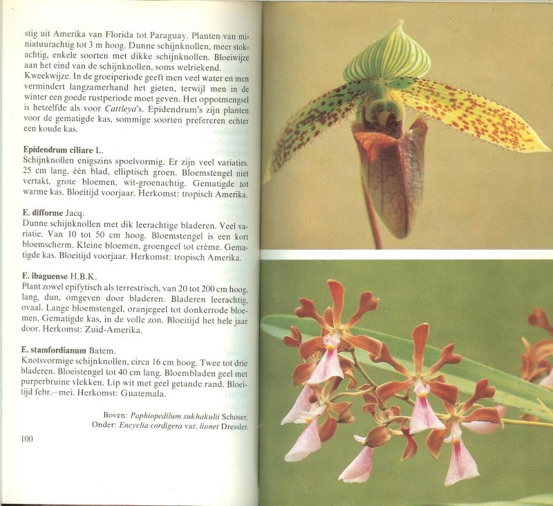 Paul, Michel .. Rijk geillustreerd in kleur tekeningen van Jan Bouman - Orchideeën in kleur. Het kweken van orchideeën in kamer, kas en tuin.