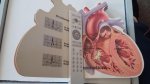 CIba farmaca - The Patient Guide to the Human Heart