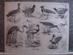 Koot, A.. - Dierkunde. Plaat XXII.