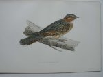 antique bird print. - Rednecked Nightjar. Antique bird print. (Moorse Nachtzwaluw).