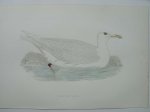 antique print (prent) - Glaucous Gull. Bird print. (Grote Burgemeester).