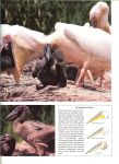Honders, J .. Zuidermeer en de redactie The Reader's Digest - Meren en moerassen .. uit de serie Dieren in het wild  - Pelikanen -  Nijlkrokodil - Kemphaan -  Flamingo's - Watersalamanders - Muskusrat - Kraanvogels -  Libellen