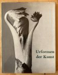 Blossfeldt, K. - Urformen der Kunst : photographische Pflanzenbilder