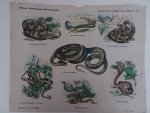 Funke, G.L. (Uitgever). - Nieuwe Nederlandsche Kinderprenten. Kruipende dieren (Slangen). No. 56. Funke, G.L. (Uitgever). - Nieuwe Nederlandsche Kinderprenten. Kruipende dieren (Slangen). No. 56.