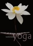  - Transformatieve yoga