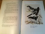 Olivier, Georges - Monographie des Pies-Grièches du Genre Lanius (Klauwieren) Olivier, Georges - Monographie des Pies-Grièches du Genre Lanius (Klauwieren)