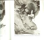RHEENEN JAN VAN      fotos van Chr.A.  Veldhuis en W. Emmens - DE BOXER * potret van een honderas met 18 foto's van chr.a.veldhuis en w.emmens tweede druk