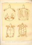Paul Flanderky 1872-1937. - (DECORATIEVE PRENT,  LITHO - DECORATIVE PRINT, LITHOGRAPH -) # 81 - Turtle - Trionyx Triunguis - Testudo Leithii ---  Seetiere -- Naturstudien für Kunst u. Kunstgewerbe