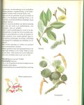 Triska Jan en A.A. Kruyne   Grafische vormgeving V. Smerda  met Fotos van B. Evenhuis  en J.G. Nieuwendijk - Flora van europa
