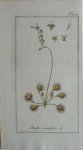 Zorn, J. - Drofera rotundifolia Tab. 512 Originele handgekleurde kopergravure