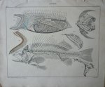 Oken, Lorenz - Anatomie Fische Taf 57. Originele litho.