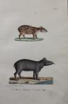 BUFFON et DAUBENTON, - tapir, 1833, plaat 305