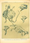 Paul Flanderky 1872-1937. - (DECORATIEVE PRENT,  LITHO - DECORATIVE PRINT, LITHOGRAPH -) # 27 - Lizard - Draco Fimbriatus - nDraco Rostratus - Draco Blanfordii  ---  Seetiere -- Naturstudien für Kunst u. Kunstgewerbe