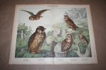  - Antieke kleurenlithografie - Roofvogels - Uilen - oa Ransuil Oehoe enz.