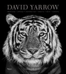 David Yarrow; Tom Brady - David Yarrow Photography