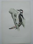 antique bird print. - Great spotted Woodpecker. Antique bird print. (Grote bonte specht).