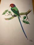 Dangol, R - schilder - Aquarel van een Blossom-headed Parrot uit Nepal