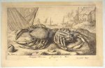 FLAMEN, ALBERT, - Araneus Marinus - Aragnée de Mer (spider crabs)