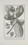 Cook, James - Bladeren en bloemen van de Barringtonia / Gereedschap van de inwooneren van de Nieuwe Hebriden / Wapenen en gereedschap van de inwooneren van Nieuw-Caledonia