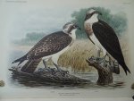 Oort, E.D. van. - Ornithologia Neerlandica. De vogels van Nederland. Oort, E.D. van. - Ornithologia Neerlandica. De vogels van Nederland.