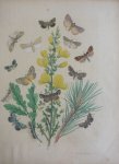 Berge - Originele litho nr. 33 uit Berge`s Schmetterlings-Buch