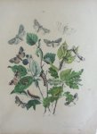 Berge - Originele litho nr. 32 uit Berge`s Schmetterlings-Buch