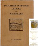 Deinse, A. B. van - De fossiele en recente Cetacea van Nederland