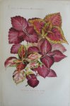 Pannemaeker, P. de - Originele chromolitho  Nouvelles variétés de coleus
