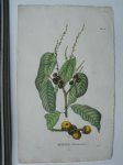antique print (prent) - Quercus pseudomolucca.