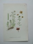 antique print (prent) - Gullbracka, saxifraga aizoides l.