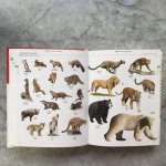 Corbeil - Mini Norsk-Engelsk Visuell Ordbok