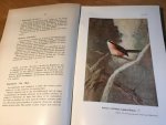 Olivier, Georges - Monographie des Pies-Grièches du Genre Lanius (Klauwieren) Olivier, Georges - Monographie des Pies-Grièches du Genre Lanius (Klauwieren)