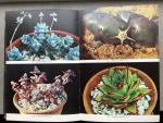 Edgar en Brian Lamb - Cactussen en andere succulenten in kleur / druk 1