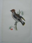 antique bird print. - Waxwing. Antique bird print. (Pestvogel).