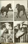 Schäfer M .  Vertaald door Wouter Slob De natuurlijke levenswijze van het paard ... en de stalondeugden ... schudden krabben en schuren - Uw paard van haver tot gort   Alles over het doen en laten van uw paard.......133 Super mooie foto's ... Drachtigheidsduur en geboortetermijnen, het veulen en zijn voorkomen, gezichtsmimiek en lichaamshouding maar ook de begroetingsceremonieel