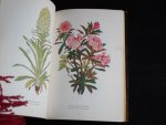 Josef Weisz, Kolorierte Holzschnitte und Text - Blumen der Berge