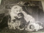 Henriette Ronner en Cri Stellweg - Twee Twee vrouwen over katten [ met prachtige tekeningen v. Henriette Ronner, naar het boek uit 1891]