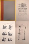 GENGA, BERNARDINO. - Anatomy improvd and illustrated with regard to the uses thereof in designing. [ facsimile of the edition London , 1723 ]  PLUS:  Introduction, text in Englsih, 28 pages ].