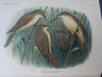 Oort, E.D. van. - Ornithologia Neerlandica. De vogels van Nederland. Oort, E.D. van. - Ornithologia Neerlandica. De vogels van Nederland.
