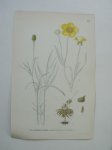 antique print (prent) - Ullsmorblomma, Ranunculus Illyricus L. (boterbloem).