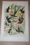  - Antieke kleuren lithografie - Kolibries - circa 1905