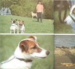 Gaus Martin met foto's  door J.V. Wolfswinkel - Hondenmanieren, leer uw hond beter begrijpen