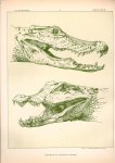 Paul Flanderky 1872-1937. - (DECORATIEVE PRENT,  LITHO - DECORATIVE PRINT, LITHOGRAPH -) # 13- Crocodile : Osteolaemus Tetraspis----  Seetiere -- Naturstudien für Kunst u. Kunstgewerbe