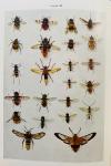 Imms, A.D. - Insect Natural History. With 99 colour photographs of living insects and 7 colour photographs of preserved specimens, 104 bl/w. photographs, 8 maps and 40 diagrams.