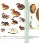 Il'icev,v D & Flint,v E Edit  ..  76 Zeichungen und karten, 8 Farbtafeln - Handbuch der Vögel der Sowjetunion  Band 1: Erforschunsgeschichte, Gaviiformes, Podicipediformes, Procellsriiformes.