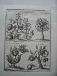 antique print (prent) - Two sorts of cotton trees. The Jaka. The Lichi. (Shrubs of India)